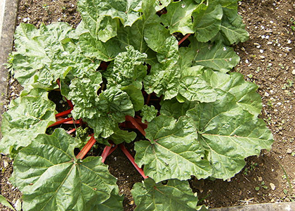 rhubarb plant in the soil