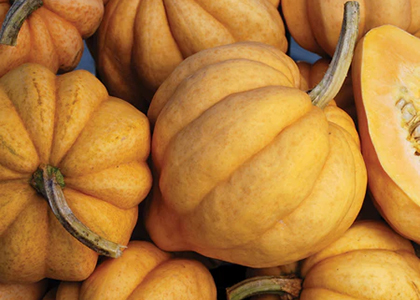 group of squash