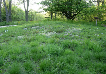 image of Native Lawn