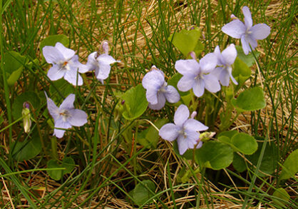 violets in the native lawn