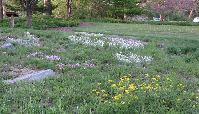 Native lawn in spring