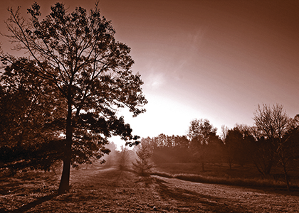 two color image of a sunrise in the arboretum