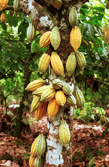 Cacao tree and pods