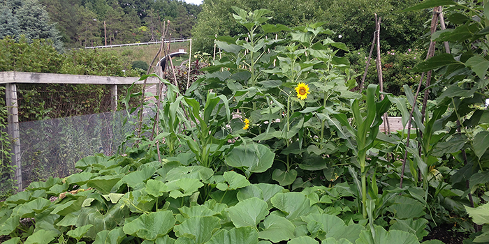 Cayuga heritage corn, squash, sunflowers