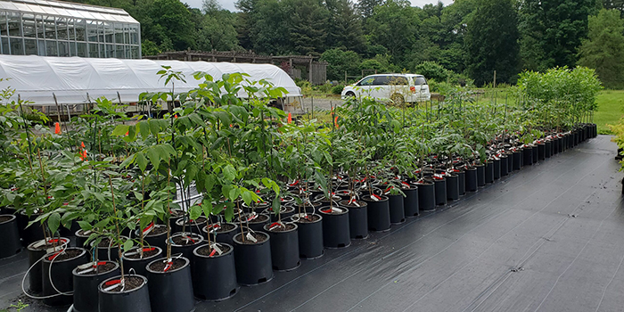 rows of ash seedlings growing outside the greenhouse